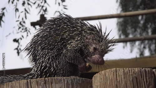 A Prehensile Tailed Porcupine Eating