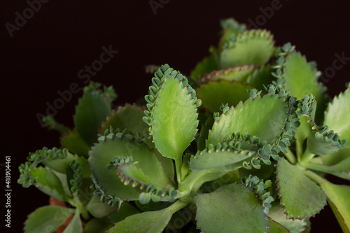 Mother of thousands or Aranto or Aligator Plant or
Kalanchoe daigremontiana or Bryophyllum daigremontianum macro
