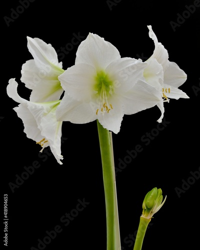Beautiful flowers of Amaryllis plant