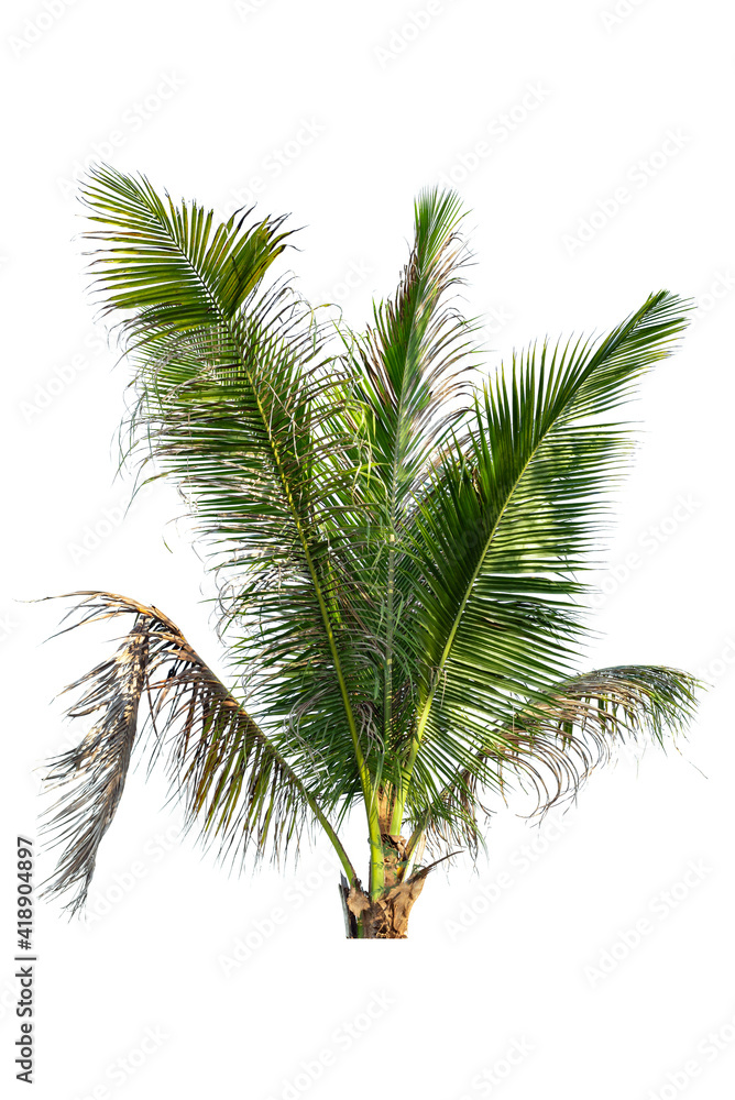 leaves of coconut tree isolated on white background, clipping path included. leaves of coconut tree isolated on white background, clipping path included.