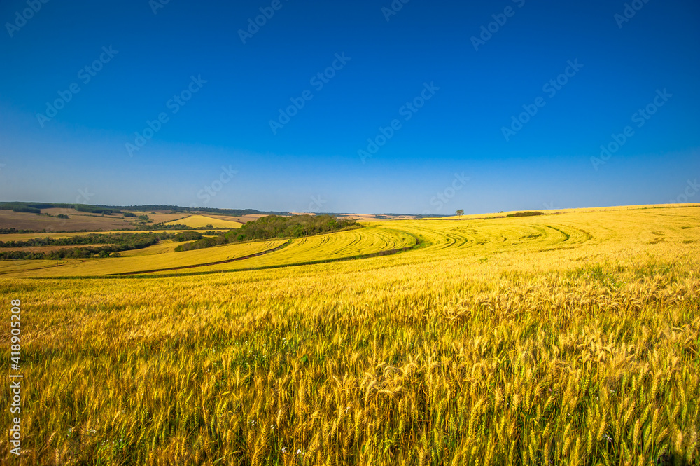 wheat plantation, agriculture and development