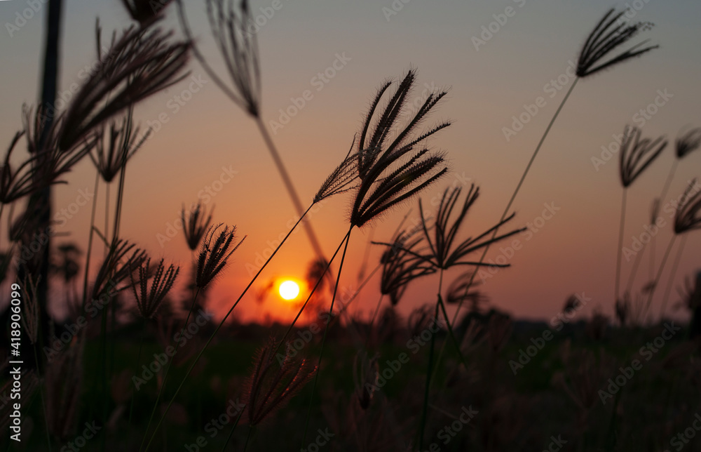 Evening grass flowers at sunset silhouettes Evening grass flowers at sunset silhouettes
