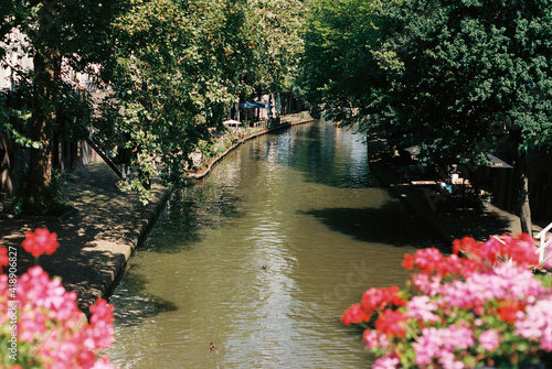 Film photo of ducks swimming in a canal in the Netherlands