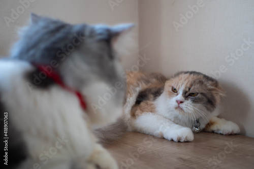 Foto Angry cat hisses to another cat