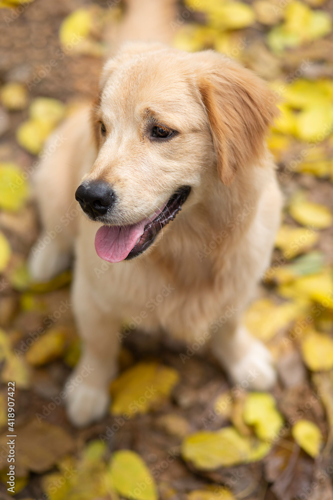 A DOG CHEERFULLY SITTING ON DRIED LEAVES AND LOOKING AWAY	