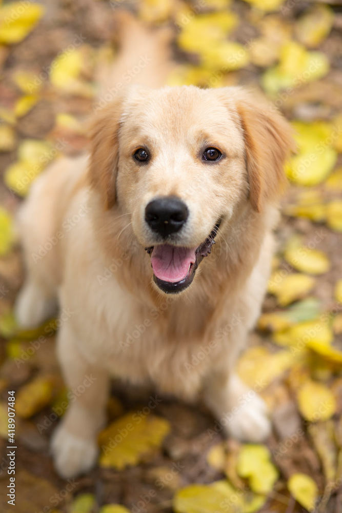 A HAPPY DOG LOOKING AT CAMERA WHILE SITTING OUTSIDE	