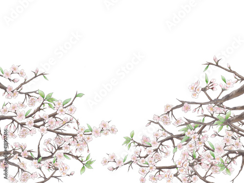桜の背景イラスト1/白背景