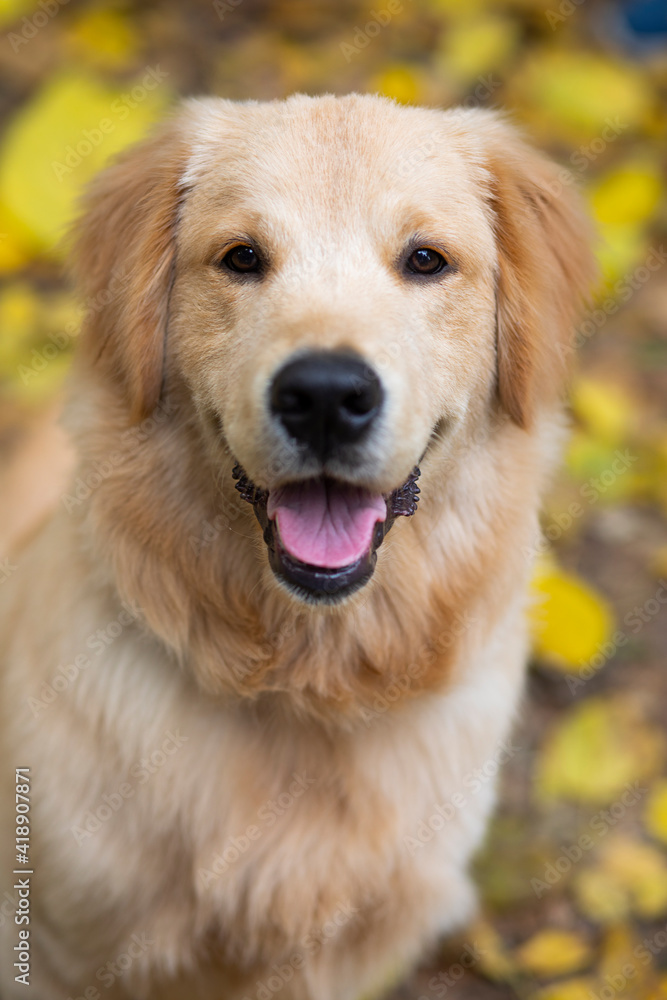 Obraz premium A HAPPY DOG SITTING OUTSIDE AND LOOKING AT CAMERA 