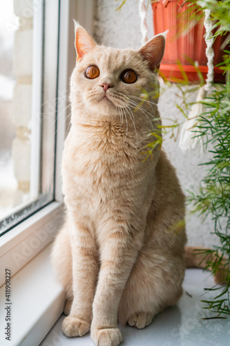 british shorthair cat of light color sits near the window