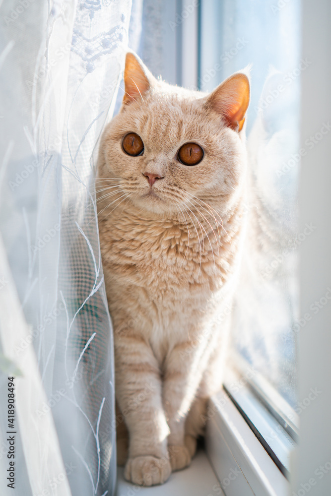 british shorthair cat of light color sits near the window