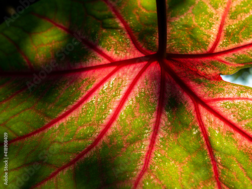 Pattern on The Fancy leaved Caladium Growing with The Shadow