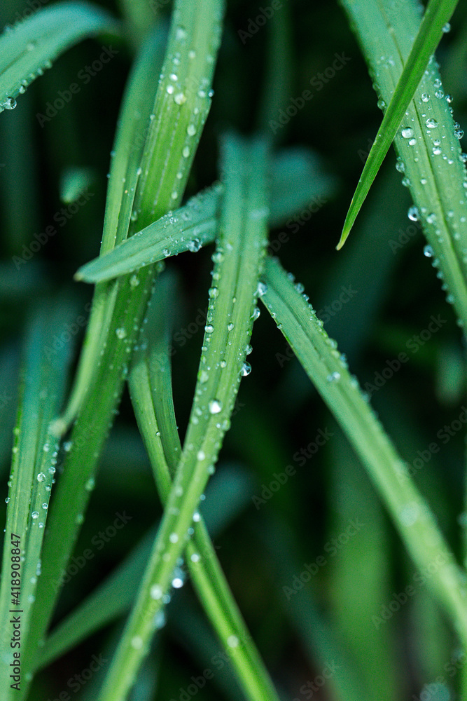 Green long leaves with water drops after summer rain. Nature background and eco concepte Green long leaves with water drops after summer rain. Nature background and eco concepte