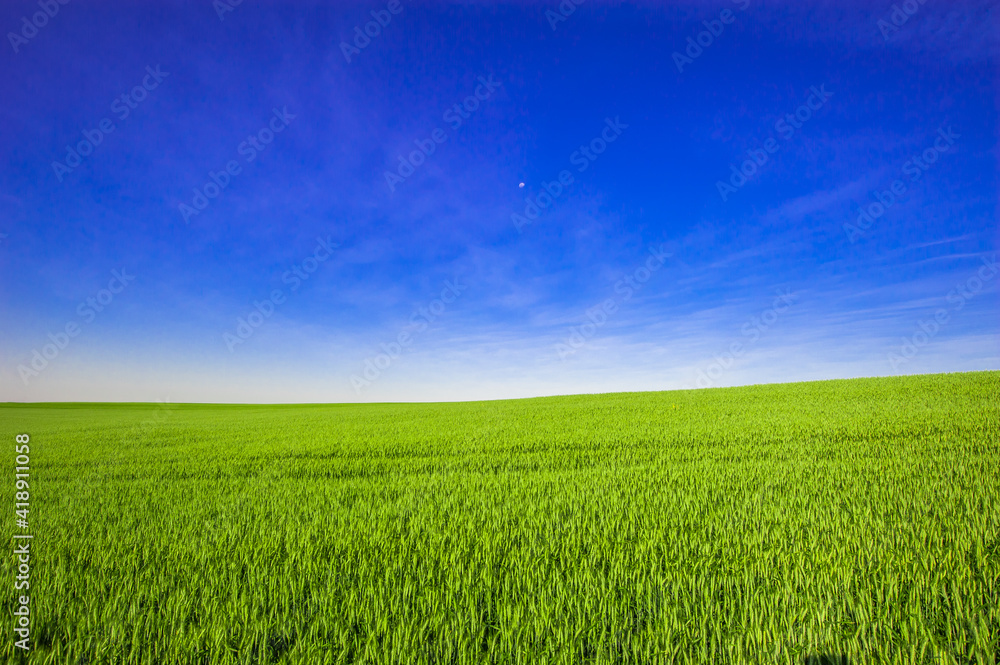 wheat plantation, agriculture and development wheat plantation, agriculture and development