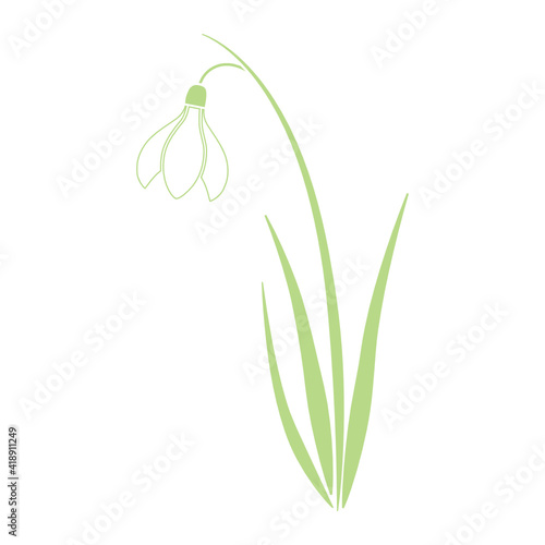 spring snowdrop flower