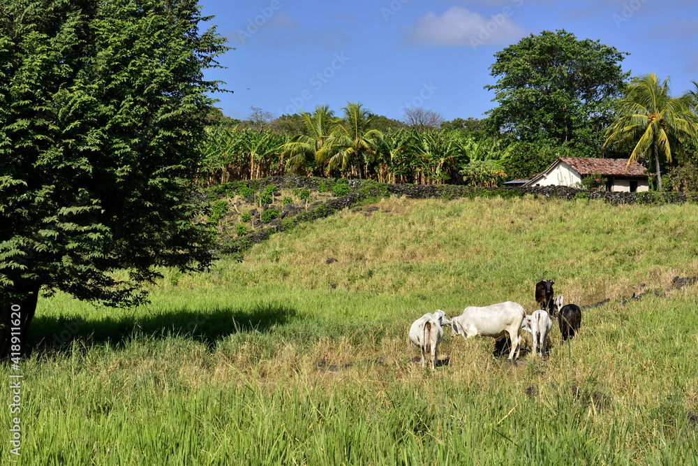 Paisajes y rincones de la isla de Ometepe, situada en el lago Cocibolca, en el sur oeste de Nicaragua