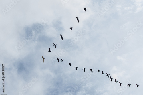 Flock - Birds flying over the Joanopolis dam in the interior of São Paulo