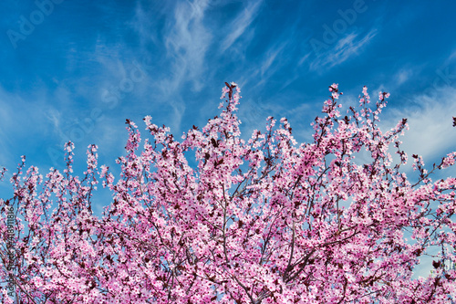 Fototapeta Copa de un árbol almendro en flor durante el inicio de la primavera