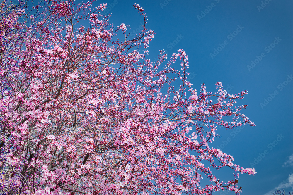 Ramas de árbol almendro en flor al inicio de la primavera Stock Photo |  Adobe Stock