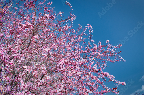 Fotografiet Ramas de árbol almendro en flor al inicio de la primavera