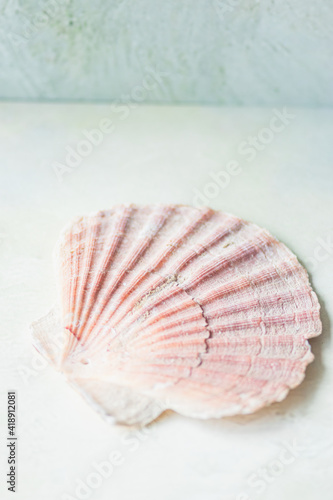 Jacobs shells on a soft blurred background, selective focus