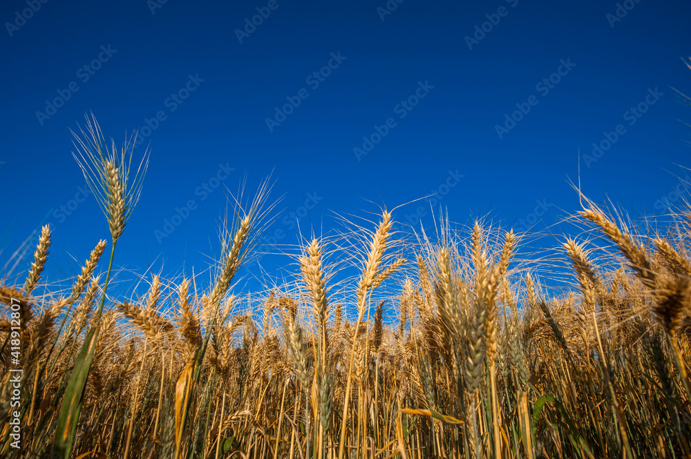 wheat plantation, agriculture and development wheat plantation, agriculture and development