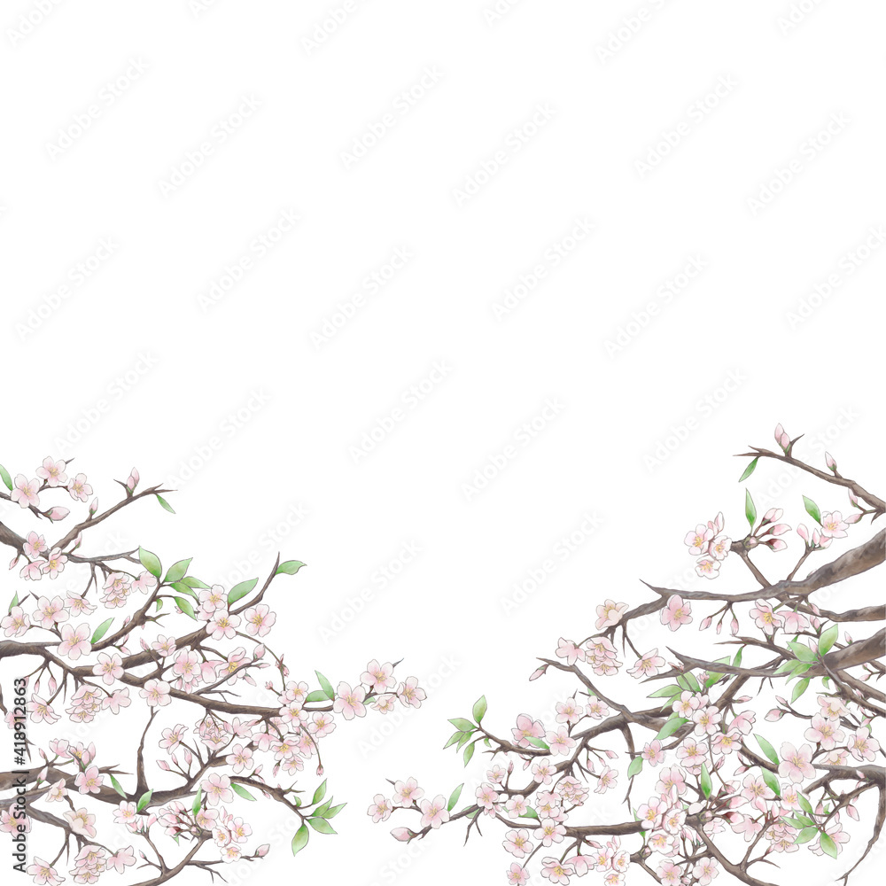 桜の背景イラスト3/白背景
