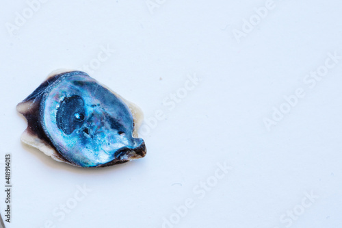 Blue mother of pearl shell on the white background