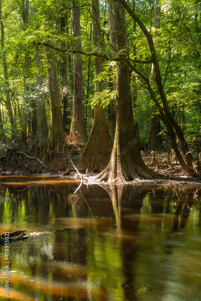 swamp, old growth forest in Congaree national Pak in South Carolina. swamp, old growth forest in Congaree national Pak in South Carolina.
