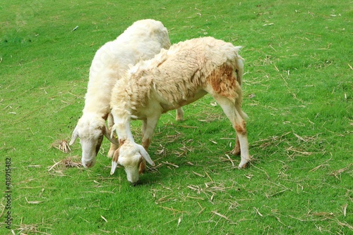 Two cute white and brown sheep eating grass at a farm. Animal concept.