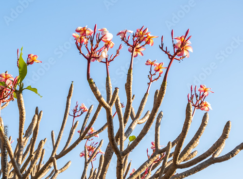 red and yellow flowers