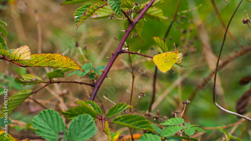 Vue rapprochée sur un papillon jaune, posé sur une branche de ronce