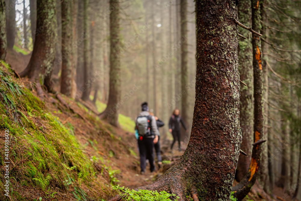 walk in the woods