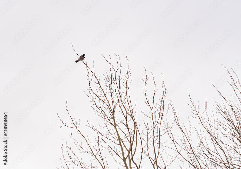 branches of a tree with a bird in it branches of a tree with a bird in it