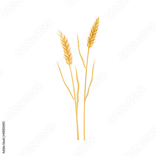 Ear of Wheat or Barley as Grain Crop or Cereal Specie and Cultivated Grass on Stalk with Inflorescences Vector Illustration