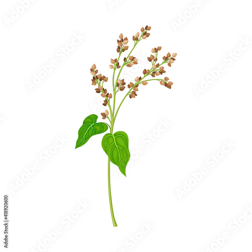 Buckwheat as Grain Crop or Cereal Specie and Cultivated Grass on Stalk with Inflorescences Vector Illustration