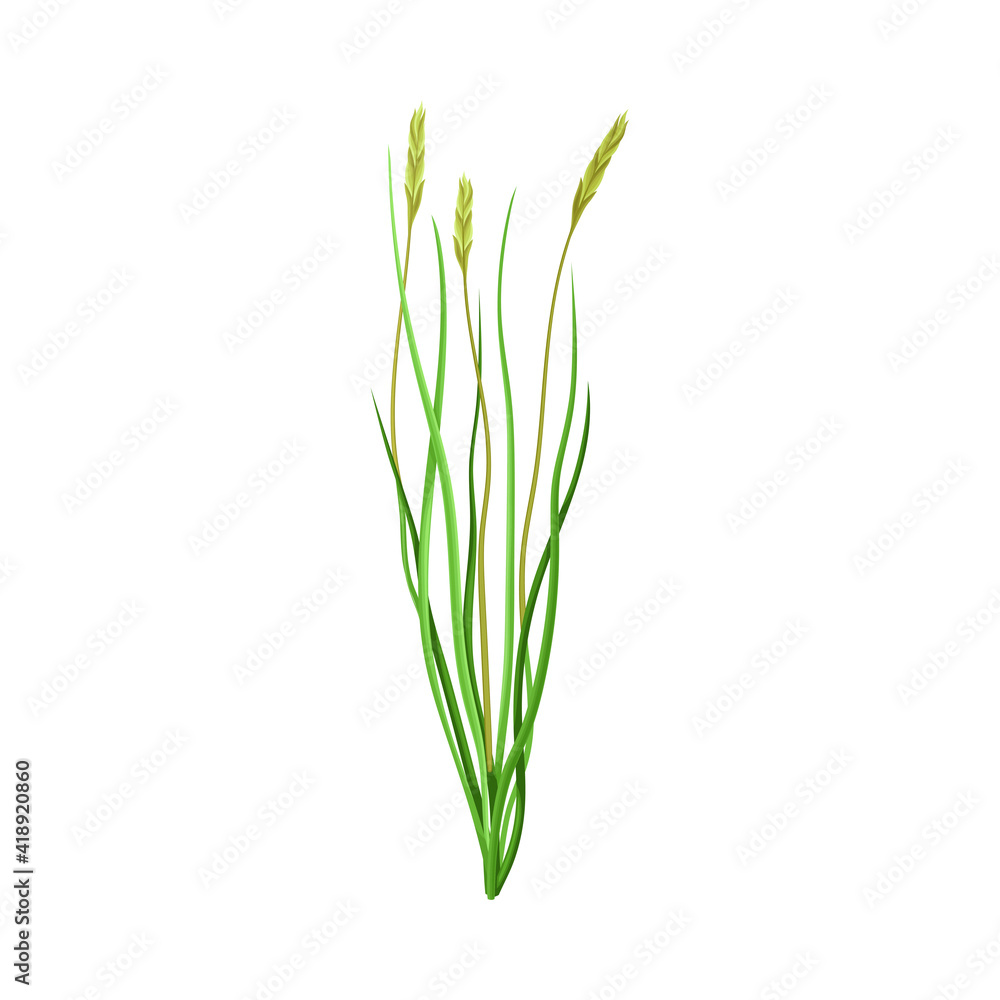Grain Crop or Cereal Specie and Cultivated Grass on Stalk with Inflorescences Vector Illustration Grain Crop or Cereal Specie and Cultivated Grass on Stalk with Inflorescences Vector Illustration