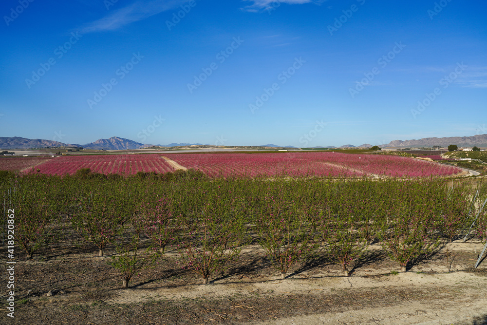 Fototapeta premium Peach blossom in Ascoy near Cieza in the Murcia region in Spain