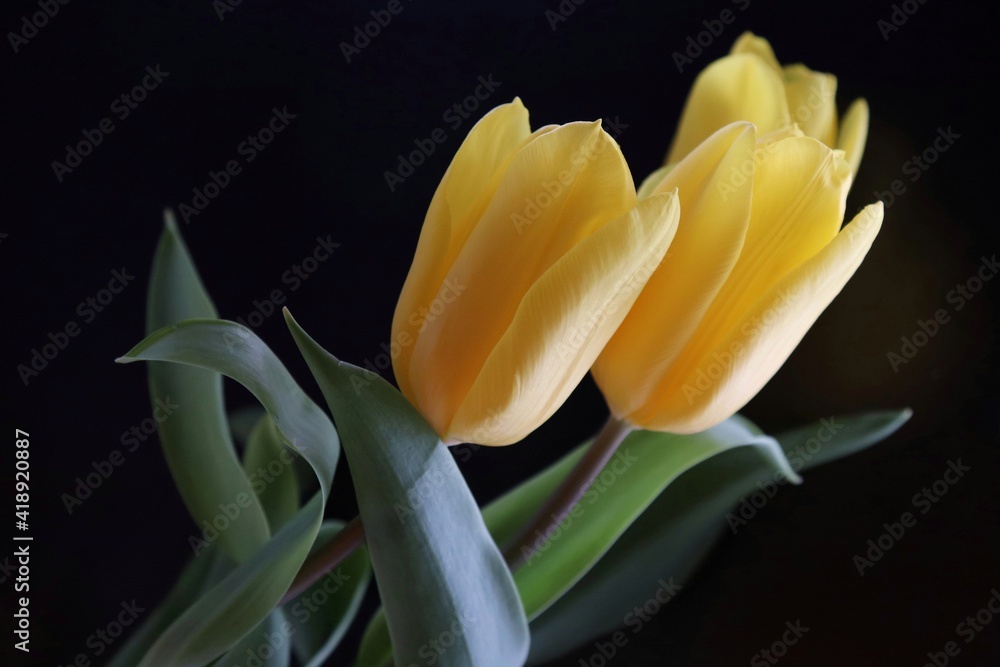 Fototapeta premium Yellow tulips on black background