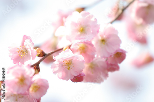 Blooming tree in spring with flowers. Cherry Blossom Photos