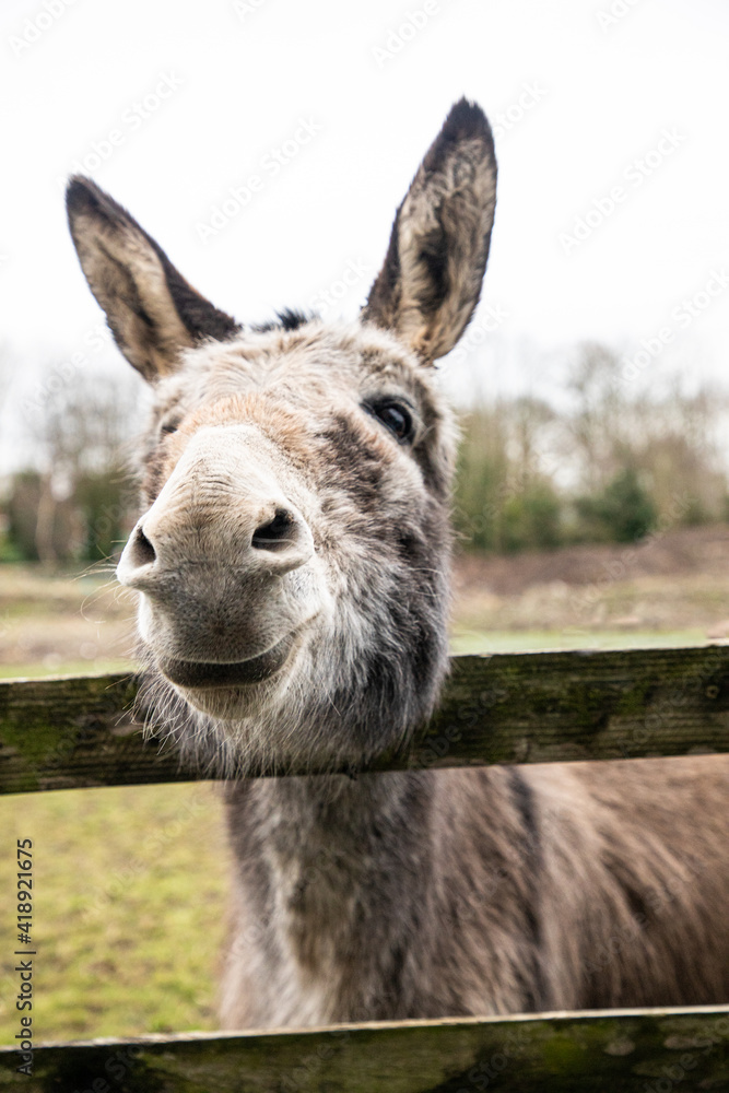 A very curious and happy farmyard donkey wondering if I have any food !