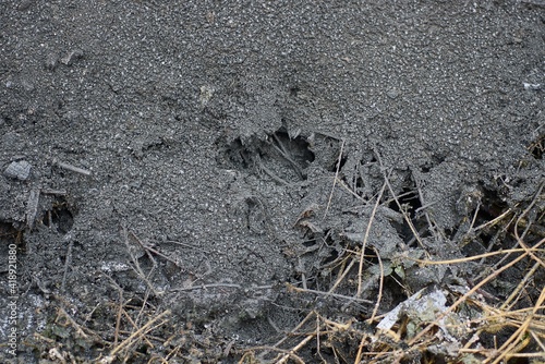 texture of gray black soot and ash on dry branches of plants on the street