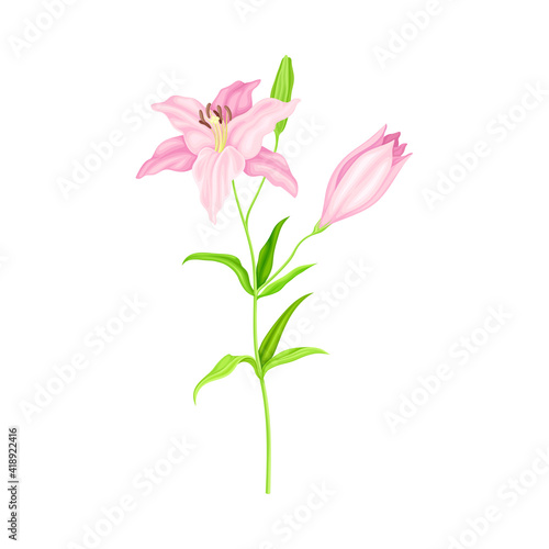 Violet Lily on Stalk as Herbaceous Flowering Plant with Large Prominent Flower with Stamens Vector Illustration