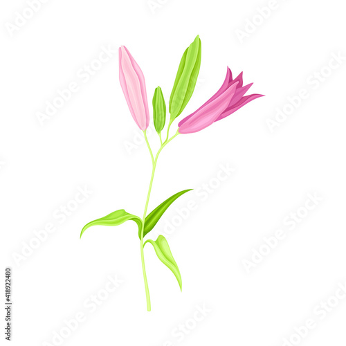 Violet Lily on Stalk as Herbaceous Flowering Plant with Large Prominent Flower with Stamens Vector Illustration