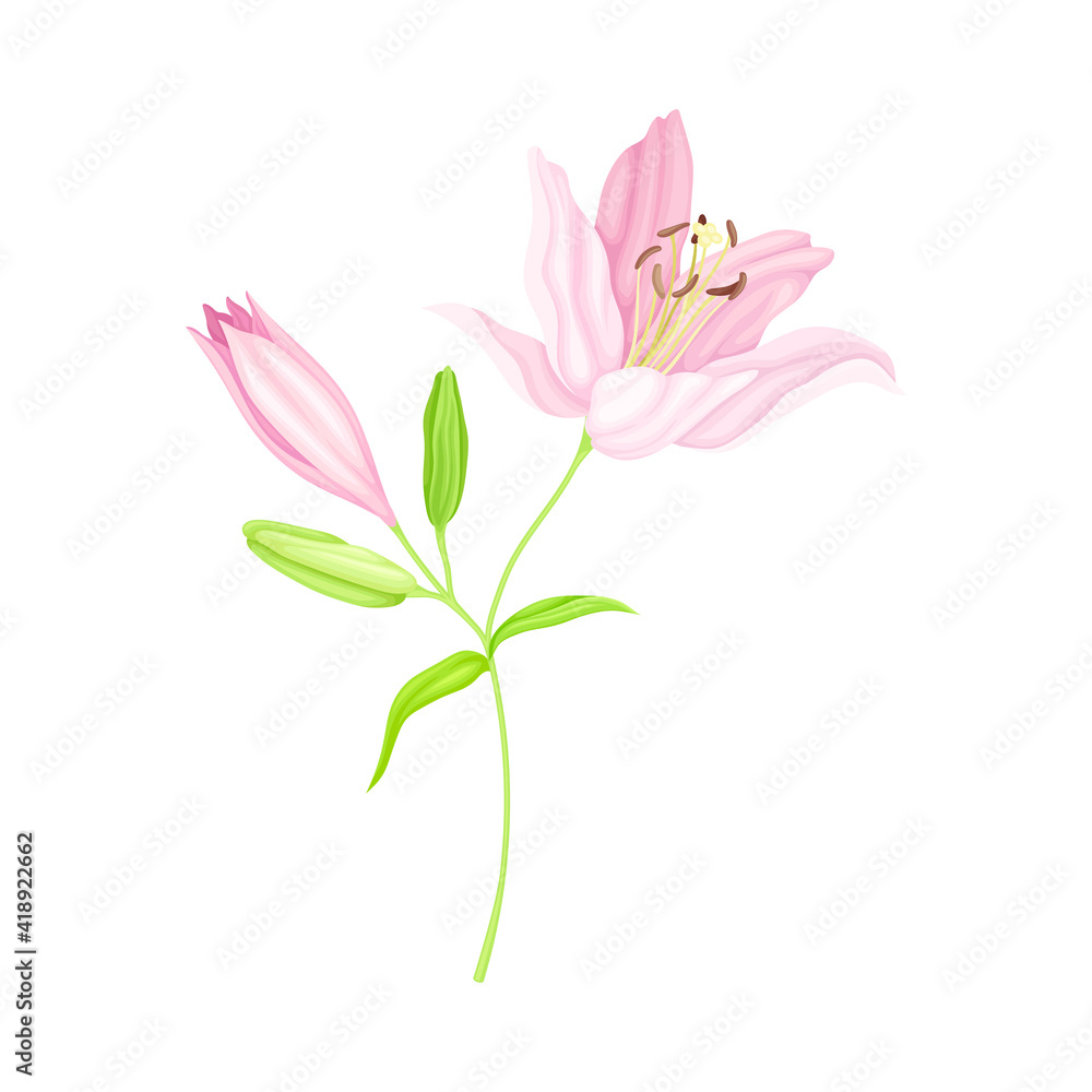 Blooming Lily Flower on Green Stem as Herbaceous Flowering Plant Vector Illustration