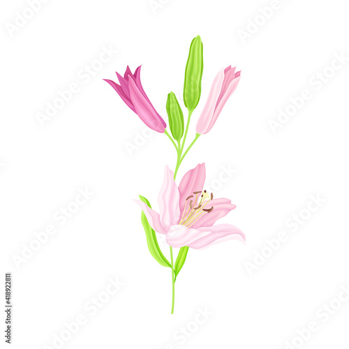 Blooming Lily Flower on Green Stem as Herbaceous Flowering Plant Vector Illustration
