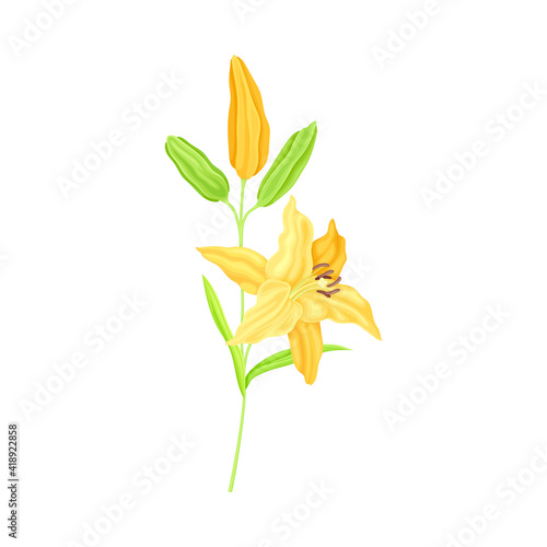 Lily on Stalk as Herbaceous Flowering Plant with Large Prominent Flower with Stamens Vector Illustration