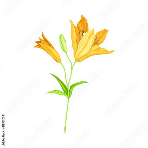 Large Yellow Lily Flower on Green Stalk as Herbaceous Flowering Plant Vector Illustration