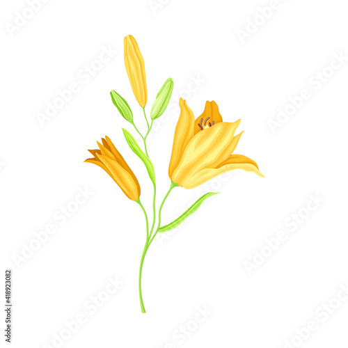 Large Yellow Lily Flower on Green Stalk as Herbaceous Flowering Plant Vector Illustration