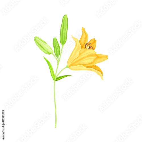 Large Yellow Lily Flower on Green Stalk as Herbaceous Flowering Plant Vector Illustration