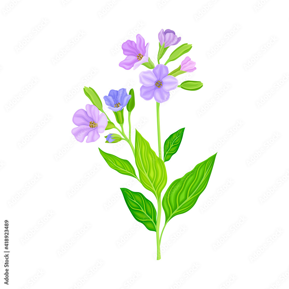 Lungwort or Pulmonaria Flowering Plant with Violet Inflorescences Vector Illustration Lungwort or Pulmonaria Flowering Plant with Violet Inflorescences Vector Illustration
